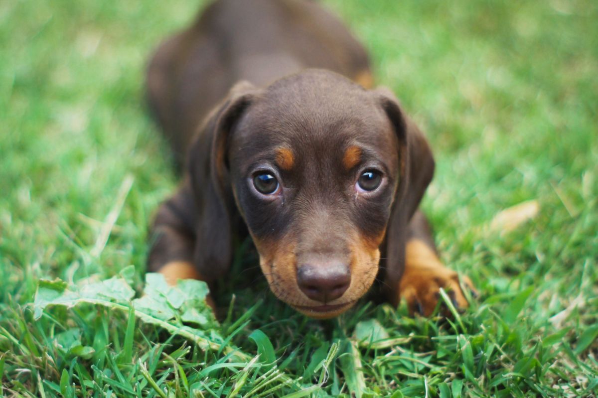 Expertos revelan cuáles son las 3 razas de perros que no deberías tener como mascotas