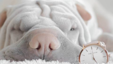 Algunas razas de perro toleran mejor la soledad que otras.