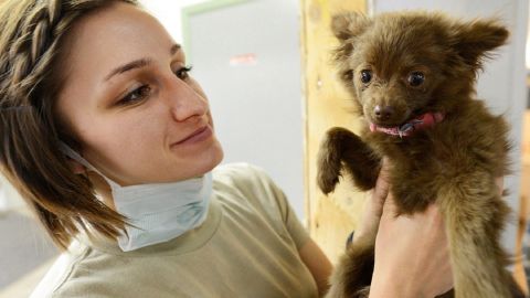 Los perros de terapia ayudan a personal médico estresado.