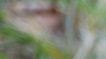 Según los expertos, la dieta vegana no es completa para los perros.