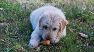 Según los expertos, la dieta vegana no es completa para los perros.