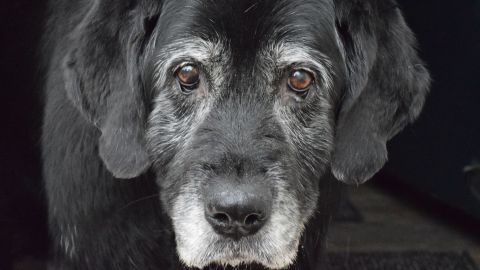 Los perros ancianos tienen menor actividad física.