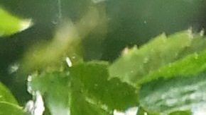 Unos chistes graciosos para reírte si te gustan los animales.