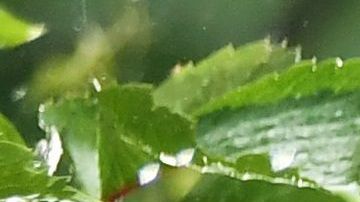 Unos chistes graciosos para reírte si te gustan los animales.