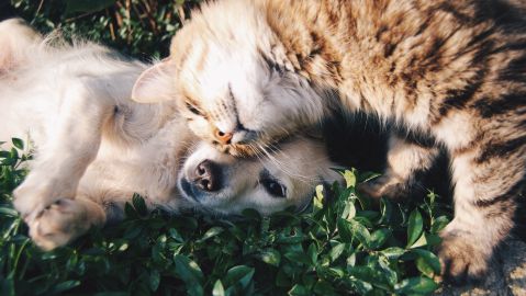 Conoce los perros y gatos que son celebridad en Instagram.