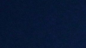 Los animales de compañía deben ser cuidados en esta contingencia por el coronavirus.