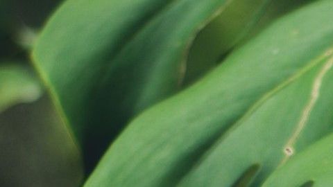 Planta de queso suizo, de las mejores especies para interiores con poca luz.
