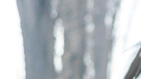 La compañía automotriz busca eliminar los virus que se almacenan en las cabinas de los autos y se introducen por las tomas de aire.