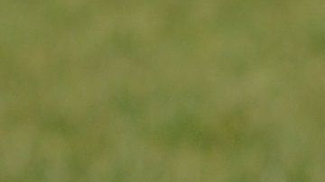 Los dálmatas son una de las peores razas para propietarios novatos porque requieren de mucha actividad,