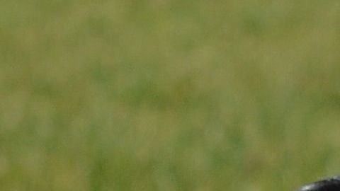 Los dálmatas son una de las peores razas para propietarios novatos porque requieren de mucha actividad,