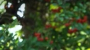 Geraldine Rodríguez o "Geri Hoops".