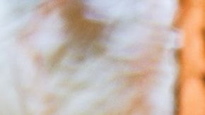 shutterstock_1161513262