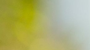 Los alimentos depurativos gozan de grandes propiedades antiinflamatorias y diuréticas.