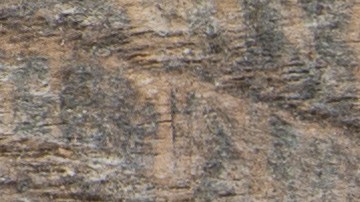 shutterstock_222546226