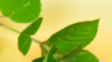 La infusión de malvavisco es un gran aliado de la digestión y como jarabe natural es un poderoso remedio contra la tos.