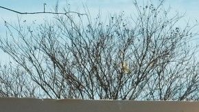 El club que debutó este sábado en la MLS.