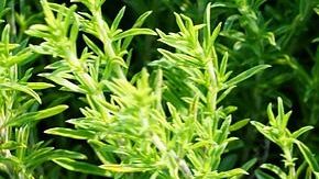 Tomillo-photosforyou en Pixabay