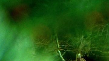 Las Tiny Houses son baratas en su construcción y genera pocos gastos mensuales.