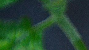 Tomate-Gábor Adonyi en Pixabay