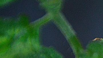 Tomate-Gábor Adonyi en Pixabay