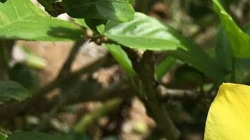 Tronadora-Lilliane YC en Pixabay