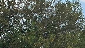 Violencia en el estado de Jalisco.