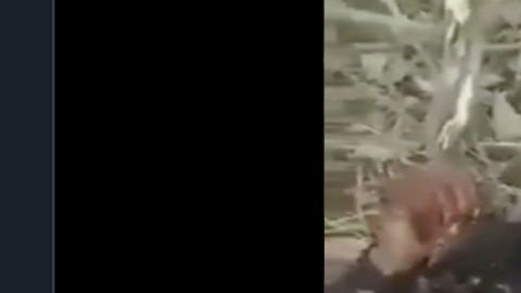 VIDEO: Uno del CJNG es asesinado con ametralladora tras enfrentar a Cártel de Los Viagras