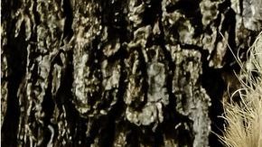 Muñecos de vudú tallados en madera.