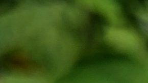 La ruda es muy usada en la magia blanca y negra.