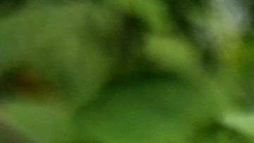 La ruda es muy usada en la magia blanca y negra.