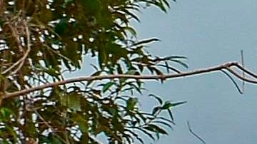 Coronavirus en Brasil