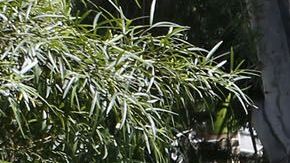 Los parques de L.A. estarán cerrados el Domingo de Pascua.