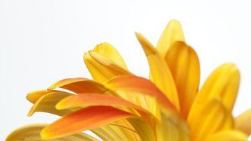 Algunos expertos alertan de que la perdida olfativa sí es un síntoma importante del coronavirus.