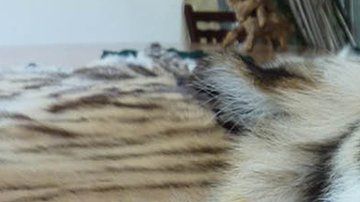 El comercio y consumo de animales exóticos es una costumbre en China.