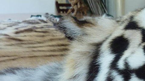 El comercio y consumo de animales exóticos es una costumbre en China.