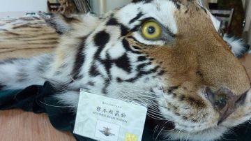 El comercio y consumo de animales exóticos es una costumbre en China.