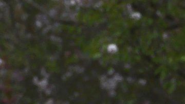 La Comisión de Salud reportó que no ha habido muertes y apenas 32 casos confirmados.