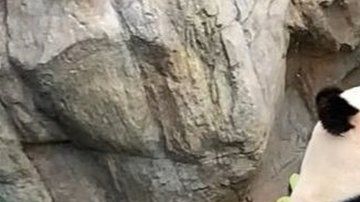 Ying Ying y Le Le lograron aparearse mientras el zoológico estaba cerrado al público debido al coronavirus.