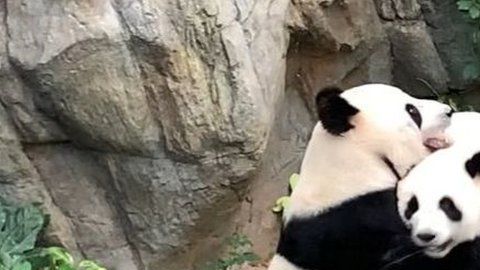 Ying Ying y Le Le lograron aparearse mientras el zoológico estaba cerrado al público debido al coronavirus.