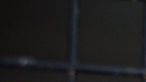 La captura y tráfico de especies amenazadas y la destrucción de ecosistemas facilita los "derrames" o "desbordamientos": el pasaje de virus de animales a humanos.