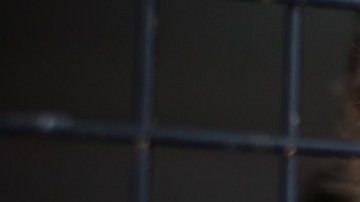 La captura y tráfico de especies amenazadas y la destrucción de ecosistemas facilita los "derrames" o "desbordamientos": el pasaje de virus de animales a humanos.