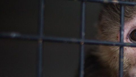 La captura y tráfico de especies amenazadas y la destrucción de ecosistemas facilita los "derrames" o "desbordamientos": el pasaje de virus de animales a humanos.