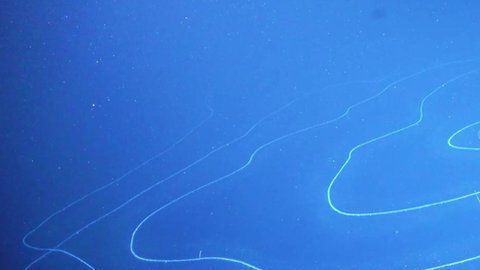 111786966_fk200308-siphonophore-soi_rov-0003