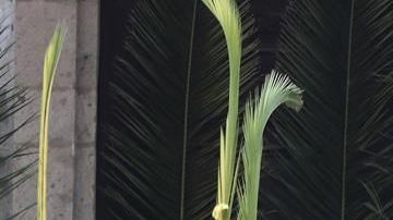Comenzaron las celebraciones de Semana Santa.