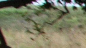 Un decomiso de armas durante un operativo en Veracruz.