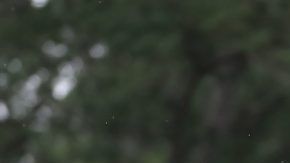 Tiger Woods celebra la consecución del Masters de Augusta 2019.