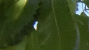 Trabajadores de supermercado llevan la foto de Angela.