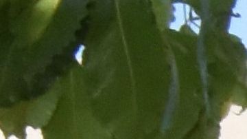 Trabajadores de supermercado llevan la foto de Angela.