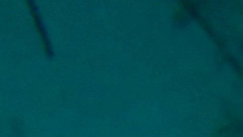 Los arrecifes en el sur de la 'Isla del Encanto' también se han visto afectados por la pandemia.