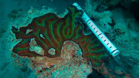 Los arrecifes en el sur de la 'Isla del Encanto' también se han visto afectados por la pandemia.